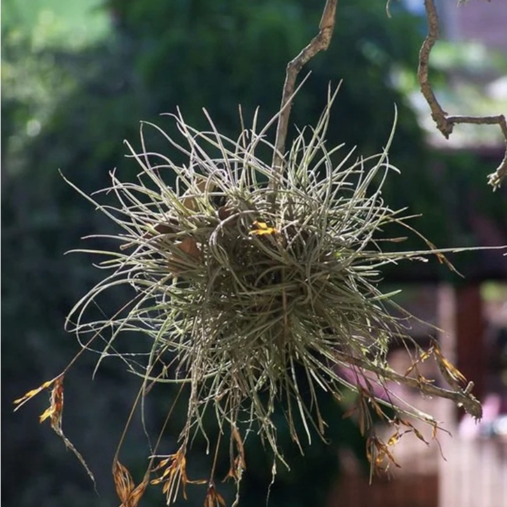 Plants in Bundles 6 Florida Foliage: Purifying Air